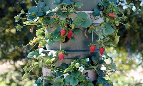 Không cần vườn rộng hay giàn trồng hoành tráng, bạn vẫn có thể trồng đến 50 cây dâu tây chỉ trong khoảng 5m2 cho quả sai trĩu với cách trồng dâu tây bằng kết cấu tháp đứng cực kì đơn giản.