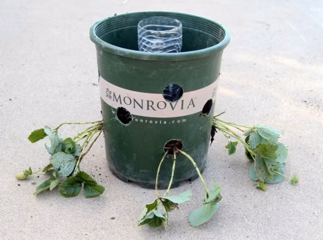 Bước 3: Đặt “hồ chứa” ở giữa chậu. Cho thêm đất vào chậu và trồng các cây dâu tây giống qua các lỗ đã đục sẵn. Phía trên cùng của chậu thêm một lớp đá, sỏi để giữ chặt lớp đất phía dưới.