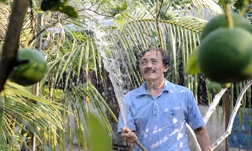 Diễn viên Giang Còi trồng rất nhiều các loại cây ăn quả khác nhau như xoài, bưởi, mít, ổi, khế, chuối...Anh rất thích cảm giác tự tay hái trái cây rồi thưởng thức ngay tại vườn. Ảnh: Zing.