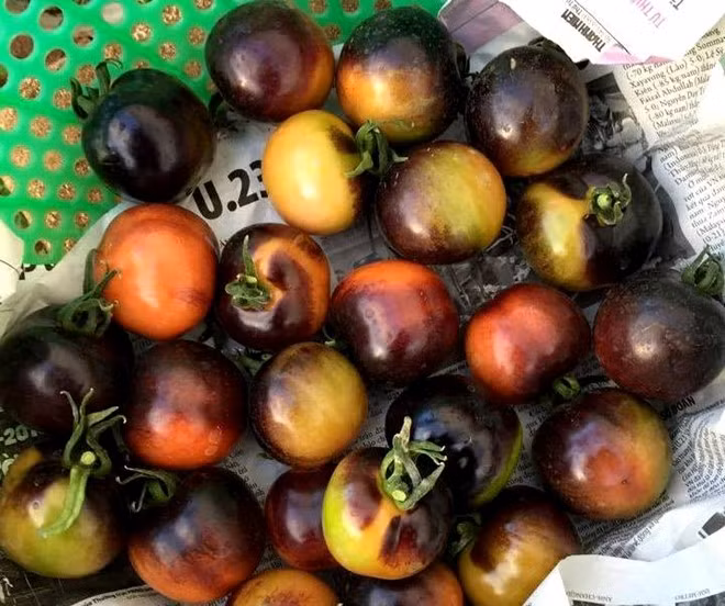 Khi mới trồng thành công ở Đà Lạt, cà chua đen có giá đắt gấp 5 lần loại thường từ 90.000 - 100.000 đồng/kg. Thời kỳ đầu, khi sản phẩm lên cơn sốt, giá đến tay người tiêu dùng khoảng 200.000 đồng/kg. Ảnh: Zing.