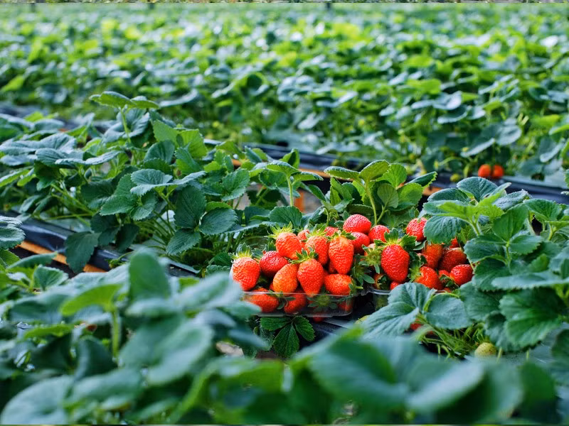 Đà Lạt cũng là nơi trồng thành công nhiều giống dâu Mỹ, Đài Loan, Nhật Bản...Với khí hậu phù hợp, dâu tây Đà Lạt cho năng suất cao. Ảnh: Ivivu.