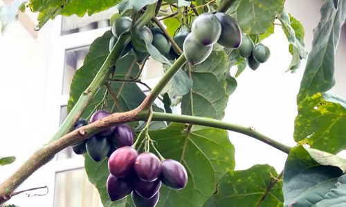 Có giá bán siêu đắt đỏ lên đến chả triệu đồng/kg, cà chua thân gỗ (tên thương mại là Magic-S) là một trong những siêu quả trồng thành công ở Việt Nam đang gây sốt thị trường. Ảnh: Youtube.