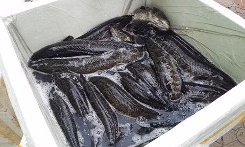 Ca Trung Quoc "ngam" hoa chat kich thich ban tai Viet Nam