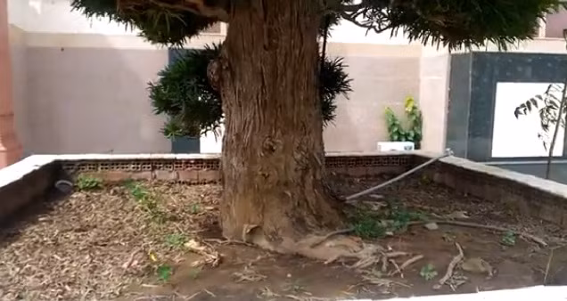 Cận cảnh gốc tùng khủng của đại gia Trầm Bê.