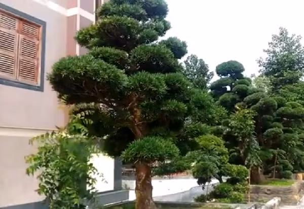 Vườn tùng trong nhà ông Trầm Bê có giá hàng trăm tỉ đồng.