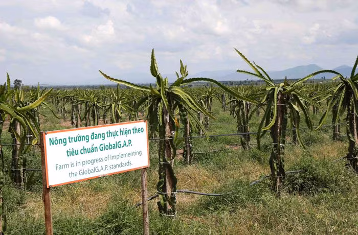 Vườn thanh long của Bầu Đức trồng tại xã Pờ Tó, huyện Ia Pa, tỉnh Gia Lai.