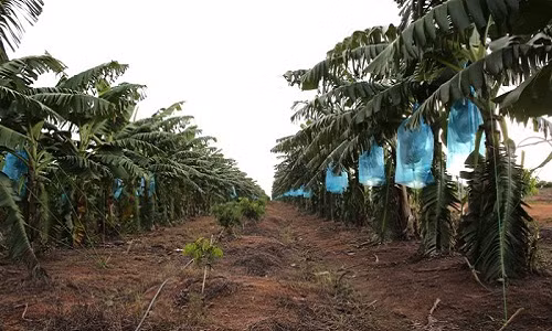 Chuối của HAGL được trồng xen với các loại cây ăn quả khác.