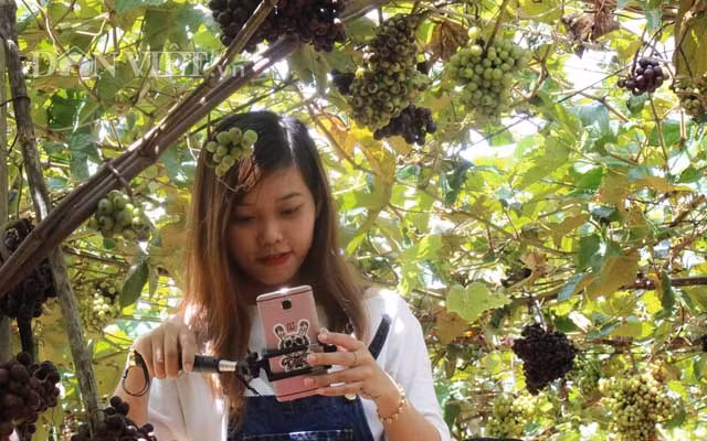 Chị Nguyễn Ngọc Anh, du khách đến từ TP.HCM cho biết chị hay tin trên mạng xã hội facebook rồi tò mò tìm đến. Vườn nho ở đây đúng là đẹp như trên hình, không sai khác.