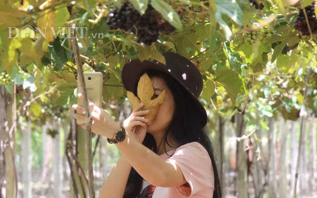 Vừa xuống xe, du khách được hướng dẫn vào thăm vườn nho ngay phía sau nhà. Từng chùm, từng chùm nho chín mọng, trĩu quả treo lủng lẳng trên giàn khiến nhiều người vô cùng ngạc nhiên và thích thú.