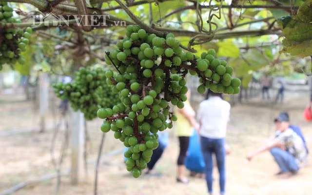 Chị Bích Hợp, đến từ Trảng Bàng cho biết, trái nho rừng có lớp vỏ dày, vị chua nhiều hơn ngọt. Khi chế biến ra thành nước lên men, uổng ngon và thơm.