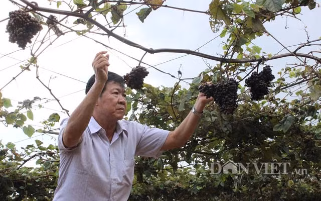 Họ đến để thỏa mãn trí tò mò, để chụp hình lưu niệm thậm chí chụp hình đám cưới và để thưởng thức hương vị của trái nho rừng.