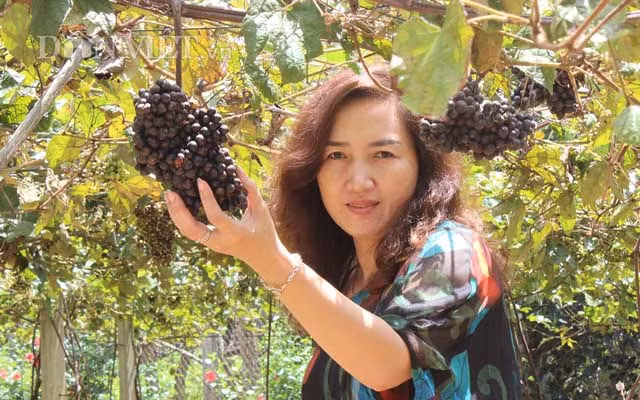 “Cây nho mà được trồng ở Tây Ninh đã là một điều lạ. Đằng này lại là cây nho rừng trồng lần đầu tiên”, ông Thông nói.