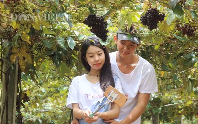 Xung quanh chị, không chỉ các bạn trẻ, các cặp tình nhân, người lớn, trẻ em, ai cũng hớn hở tìm cho mình một chùm nho thật đẹp để chụp hình lưu niệm.