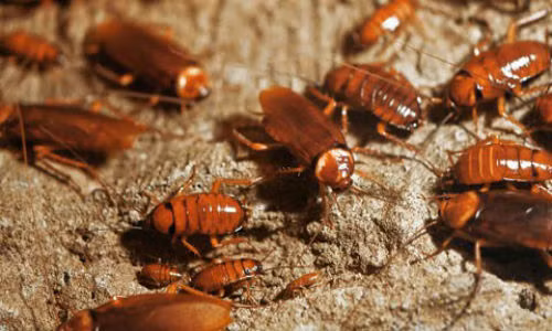 Dung nuoc duong kieu nay trong nha chang bao gio co con gian nao