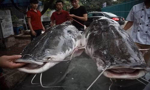 Theo chủ nhà hàng Ngư Quán (B13/D13 KĐT Cầu Giấy, Hà Nội), cặp cá lăng này được vận chuyển từ Campuchia về Việt Nam bằng đường hàng không để phục vụ thực khách. Cặp cá lăng giá gần 300 triệu đồng thu hút đại gia Hà Thành.