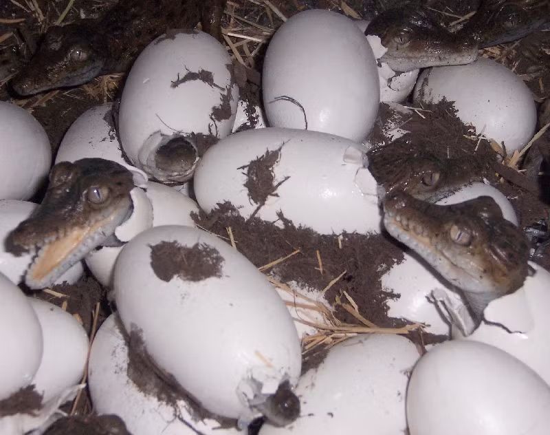 Trứng cá sấu bắt đầu nở. Ảnh: Crocconsulting.