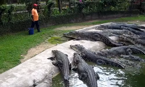 Trang trại nuôi cá sấu được được thiết kế như một đầm lầy thu nhỏ, tương tự môi trường tự nhiên nhằm đảm bảo môi trường sinh sống của cá sấu. Ảnh: Youtube.