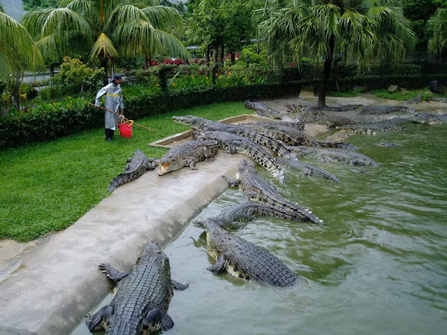 Người cho ăn luôn phải cảnh giác vì cá sấu có thể tấn công bất cứ lúc nào. Ảnh: Tourmet.