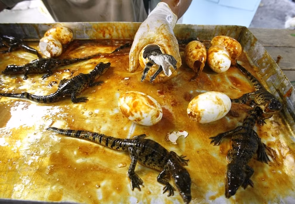 Cá sấu mới nở được chăm sóc chu đáo. Ảnh: Printest.