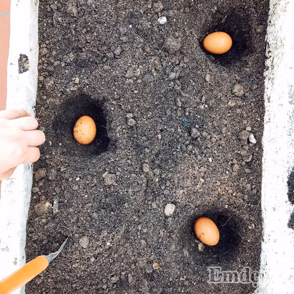 Vườn rau sân thượng hiện đủ ăn nhưng chị Ngọc vẫn muốn trồng thêm rau ngót, cải xanh và rau dền. Riêng mướp đắng, mướp hương, cà tím, cà chua và rau cải, chị đem tặng bạn bè cũng nhiều vì không tiêu thụ hết, đặc biệt là mướp đắng.