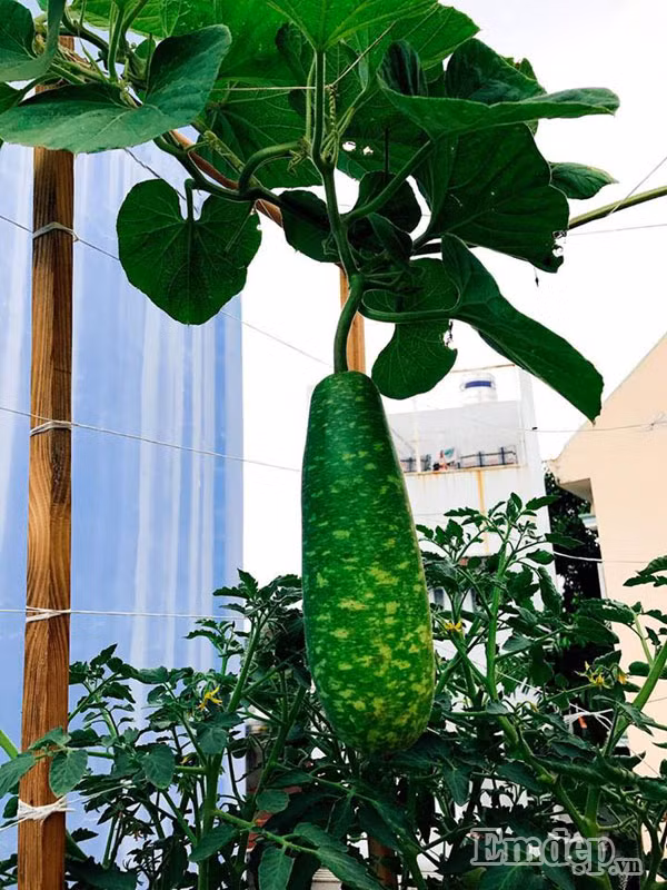 Để diệt sâu bọ, chị Ngọc chọn cách bắt thủ công chứ không dùng bẫy hay thuốc. Vì vườn rau nhà chị rất ít sâu bọ phá hoại, chỉ có chim sẻ, sáng nào chúng cũng sà cả đàn xuống sân thượng ăn rau cải nên hơi mất công để canh chừng và đuổi chim đi.