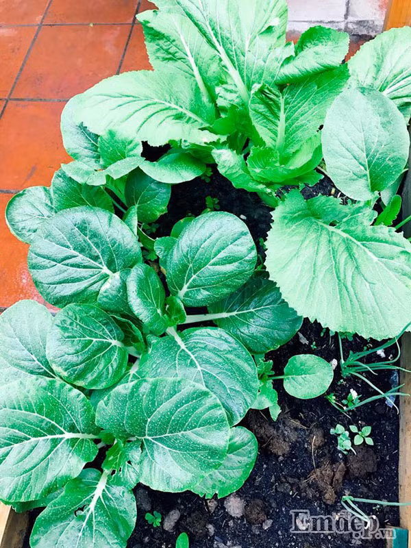 Để tăng cường dinh dưỡng cho đất, chị Ngọc còn chôn trứng xuống dưới đất. Lưu ý là phải chôn trứng sâu dưới đất để khi trứng thối không bốc mùi khó chịu. Canxi từ trứng sẽ giúp cây phát triển nhanh hơn.