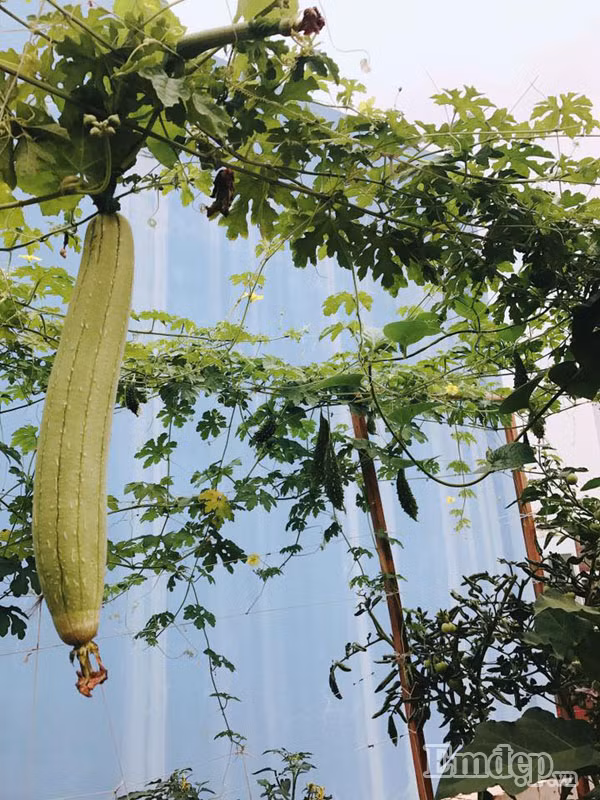 Khi trồng các loại củ, quả, chị Phạm Ngọc thường bón thêm chút NPK 10-10-10 hoà với nước và tưới xa gốc ít nhất 15cm. Công đoạn này thực hiện 2 lần cách nhau 10 ngày, sau đó duy trì dùng 1 lượng phân chuồng ủ hoai vừa đủ trong suốt quá trình cây cho hoa, quả/tạo củ.