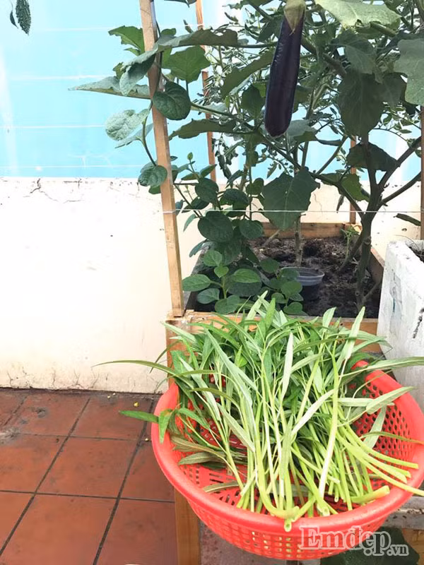 Gốc cà tím cho quả to và dài.