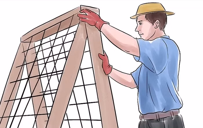 4. Sau khi gieo hạt, bạn cần bắt tay vào chuẩn bị giàn cho dưa chuột. Dưa chuột sẽ leo lên cao để đón không khí và ánh nắng mặt trời. Vì vậy bạn cần làm những chiếc giàn chắc chắn cho vườn dưa chuột nhà mình.