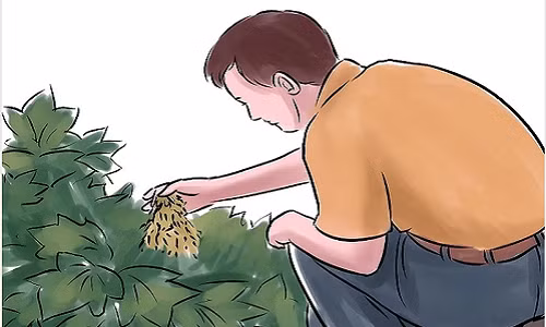  Chăm bón và thu hoạch. 1. Sau khi dưa chuột nảy mầm, bạn nên đắp mùn hữu cơ như rơm rạ và mảnh gỗ vụn cho cây. Trong khi cây lớn lên, bạn cần thường xuyên nhổ cỏ, bón phân và tưới nước cho cây.