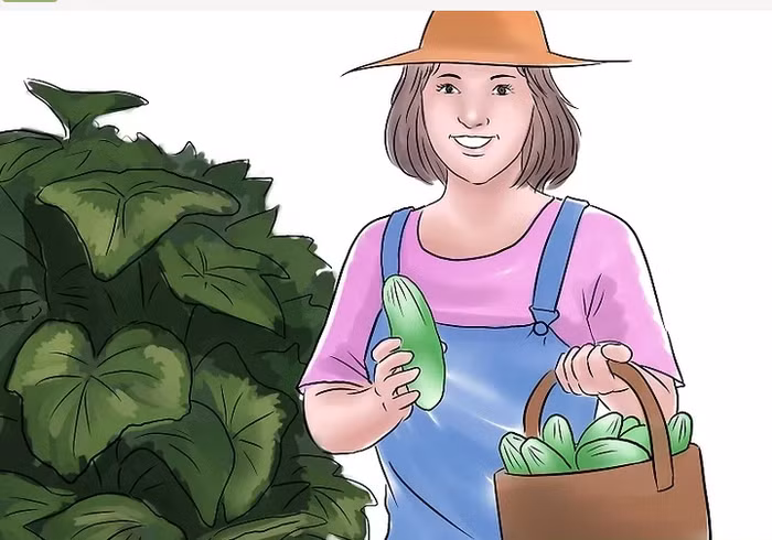 5. Hãy thu hoạch khi dưa chuột non, quả dài từ 8-15 cm tùy giống dưa chuột. Bạn chỉ cần xoắn cuống dưa chuột và không cần dùng dao. Gia chủ không nên để dưa chuột quá già, quả đã ngả màu vàng rồi mới thu hoạch vì lúc này dưa chuột sẽ có thể có vị đắng và không còn ngon nữa.