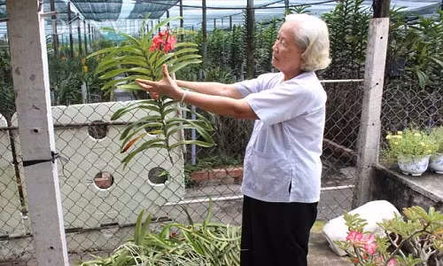 Sau khi nhận đơn hàng, bà Bé là tỉ mẩn chuẩn bị các tài liệu hướng dẫn kỹ thuật cho nhà vườn. Đến khi cắt hàng ngàn cây giống giao cho khách, bà lại khắc khe tuyển từng cây một. Nếu hợp đồng giao mỗi cây giống dài 40cm thì cây giống ở vườn Minh Dũng thường vượt trội hơn hẳn con số này. Mỗi cây giống, lá dày đều, xanh mượt; rễ con phát triển khỏe mạnh. Thậm chí cành hoa phải còn tươi nguyên màu sắc đảm bảo khách hàng tin tưởng 100%.