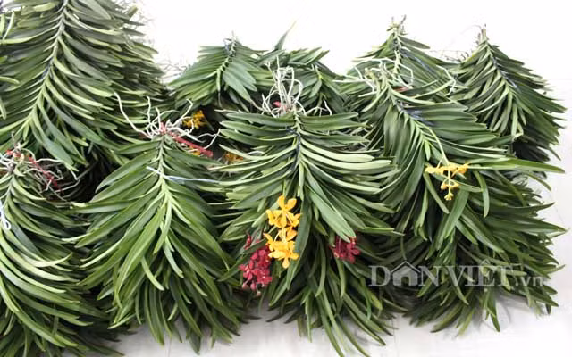 Để đảm bảo được nguồn giống tốt như thế, bà dành một khu riêng để ươm cây. Khi cây con phát triển thì đưa sang luống kế bên. Cây con được hạn chế phân thuốc, nông dân mua về dễ trồng lại hoàn toàn tin tưởng vào nguồn giống vì chiết trực tiếp từ cây mẹ. Căn cứ từ số lượng cây giống này, bà nhận đơn đặt hàng lớn mà không phải bị động tìm nguồn từ vườn khác, lại không rõ chất lượng.