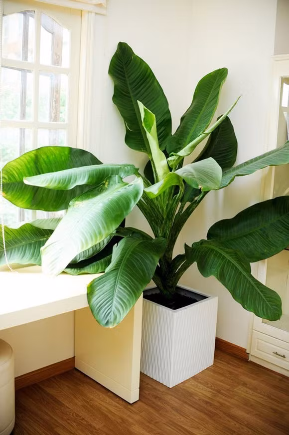 Ngôi nhà của Nathan Lee do anh tự tay thiết kế và trang trí nhiều cây xanh theo sở thích.