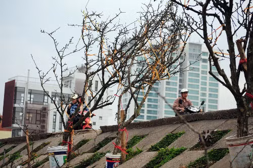 Giá của mỗi cành lê dao động từ 300.000 – 700.000 đồng. Những cành lê to, dáng đẹp, rêu mốc nhiều có giá 1-2 triệu đồng, thậm chí có cành lên tới 7 triệu đồng.