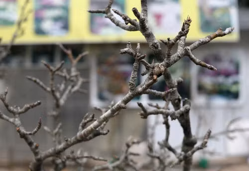 Các thương lái cho biết, nhìn những cành lê chưa nở hoa chẳng khác gì mấy “cành củi khô” nhưng mang về nhà khoảng một tuần sẽ nở hoa trắng muốt.