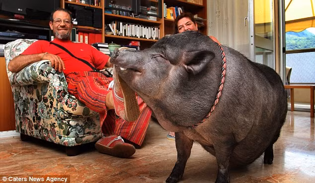 Với chế độ ăn uống đầy đủ, bánh quy kem, đồ ngọt, cô lợn Cesira trở nên béo ú và nặng gần 1 tạ. Ảnh: Dailymail.