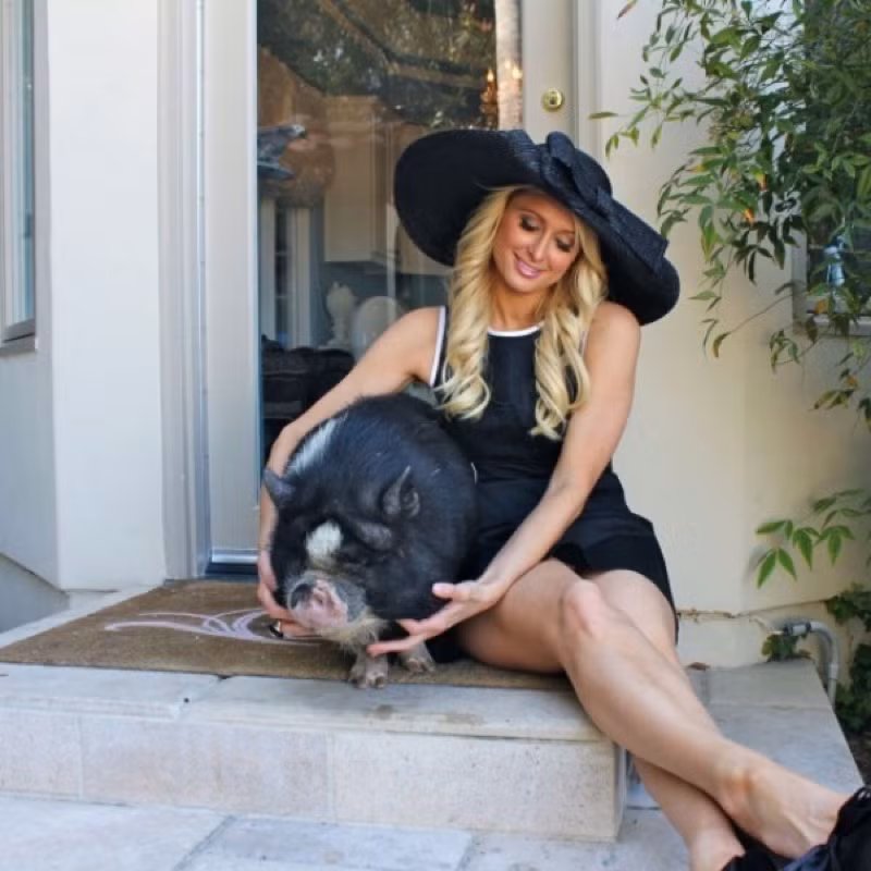 Thân hình béo mũm của chú lợn biến nó thành vật cưng chiều của ca sĩ Paris Hilton. Ảnh: Petpigeducation.