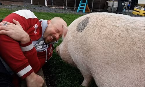 Việc vui đùa cùng lợn không phải là điều hiếm gặp ở nhiều nước phương Tây. Ảnh: CBC.