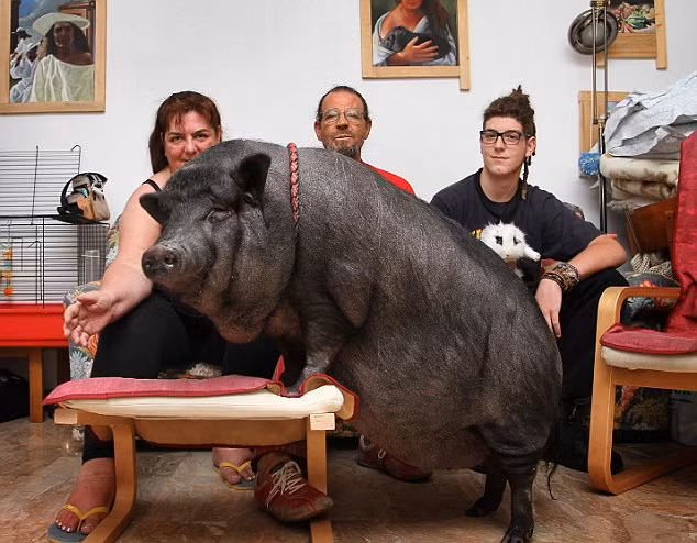 Ngo ngang kieu nuoi lon nhu thu cung cua gioi thua tien