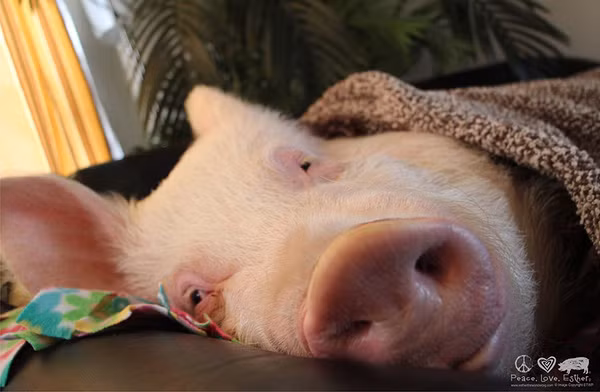 Đắp chăn cho khỏi rét. Ảnh: BP.