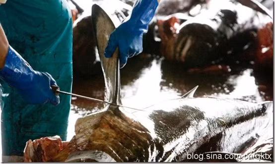 Khi đó, đa số cá mập vẫn còn sống nhưng chúng không thể bơi và chìm dần xuống đáy, chết một cách từ từ trong đau đớn.