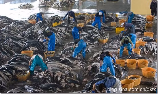 Mỗi ngày, khoảng 75 tấn cá mập được mổ xẻ để lấy vây, chất thành từng đống trải khắp nền xưởng rộng hàng trăm m2.