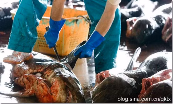 Trước đây, sau khi lấy vây, phần thân cá mập bị ném trở lại đại dương.