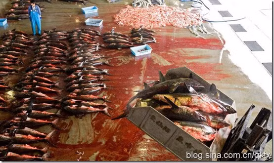 Thành phố Kesennuma xẻ thịt tới 90% lượng cá mập tại thị trường Nhật Bản.