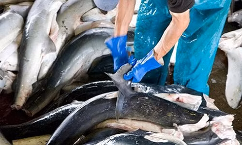 Khoảng 8 giờ sáng, tất cả cá mập đã mổ được xếp thành hàng gọn gàng để tiện cho việc cắt vây.