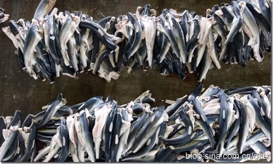 Vây lưng, vây hông được lấy hết, bỏ vào các giỏ nhựa rồi chuyển lên các xe tải đưa tới nhà máy chế biến.