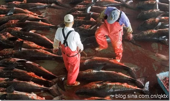 Máu chảy, vương vãi khắp nền xưởng.