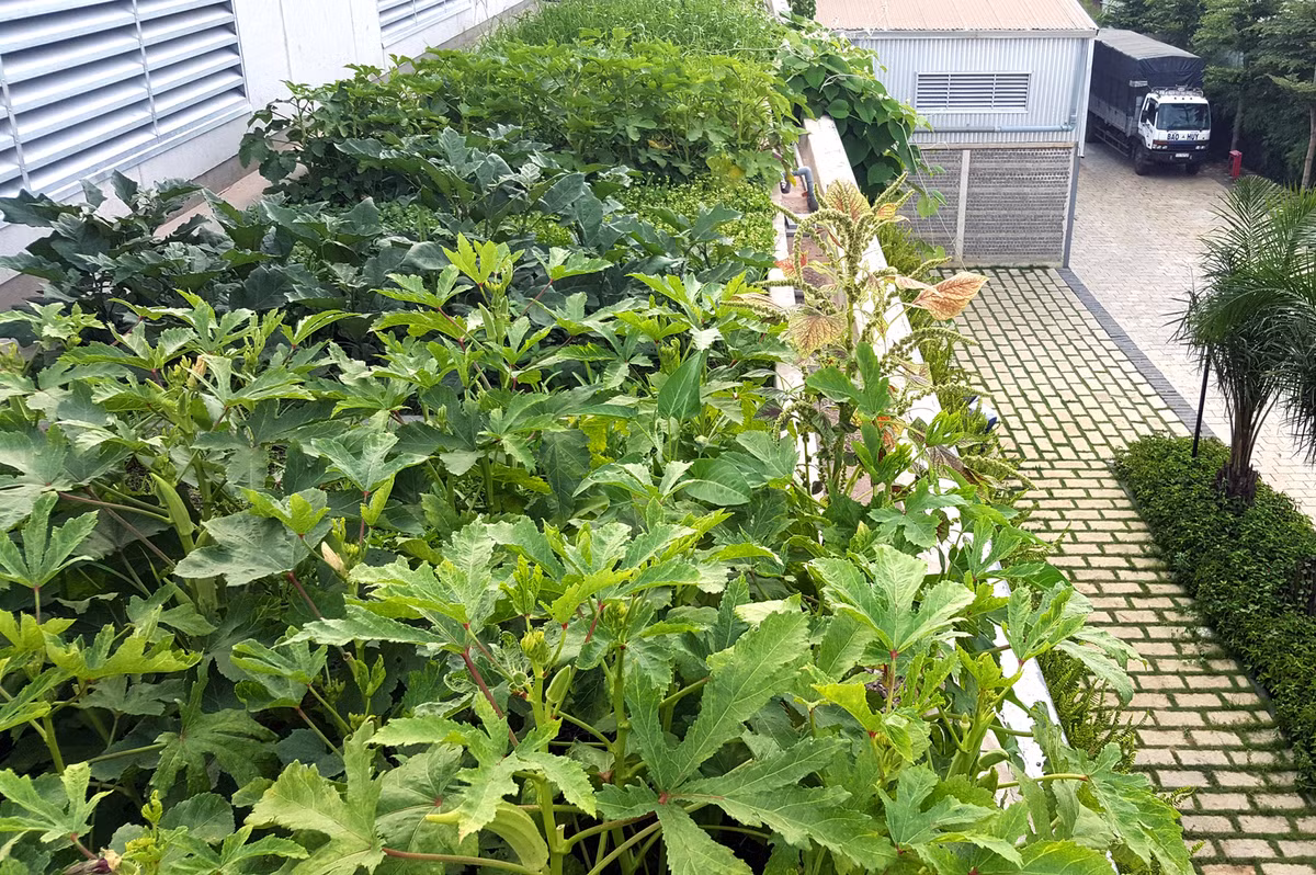 Vườn rau còn là nguồn cung cấp thực phẩm sạch cho bữa ăn hàng ngày của nhân viên. Nguồn ảnh: Archadaily.