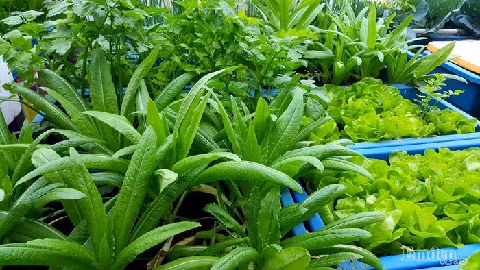 Trồng rau đúng thời vụ cũng là một trong những bí quyết nho nhỏ giúp vườn rau xanh tốt, không bị sâu bệnh.